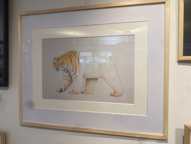 Tigerbjørn Hvid Baggrund