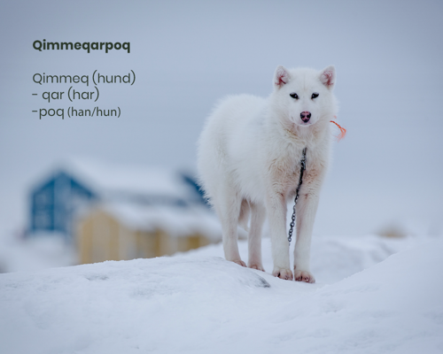 Qimmeqarpoq Foto Mads Pihl Visit Greenland