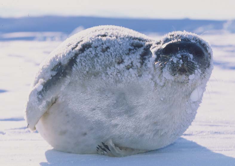 3 Ringsael Foto Aqqalu Rosing Asvid